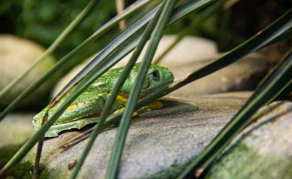 Африканские жабы-революционеры: эти редчайшие виды используют живорождение своих же копий