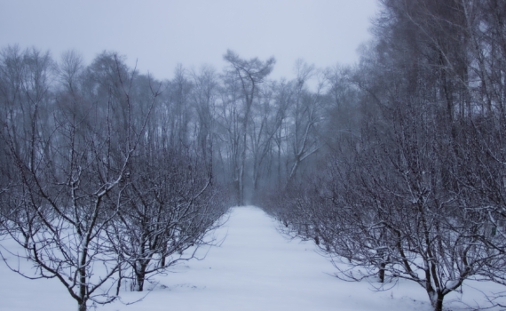 Растения, которым нужны 100 дней до высадки в грунт: посейте до конца января — последний срок Растения, которым нужны 100 дней до высадки в грунт: посейте до конца января — последний срок